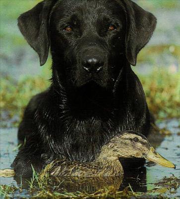 Les Amourettes De Bjarie, levage de Labrador Retriever