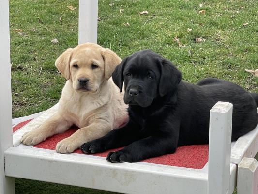 Du Moulin De Madjurie, levage de Labrador Retriever