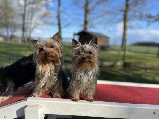 Du Moulin De Madjurie, levage de Yorkshire Terrier