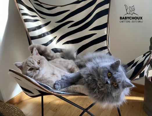 Chatterie Des Babychoux - Bruz, levage de British Longhair