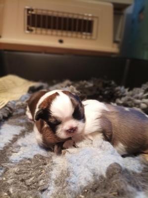 De Dakyori Sa, levage de Shih Tzu