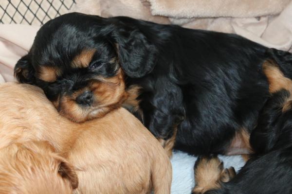 Des Elfes Blancs, levage de Cavalier King Charles Spaniel