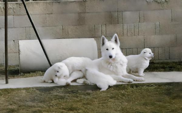 De La Plaine D'alba, levage de Berger Blanc Suisse