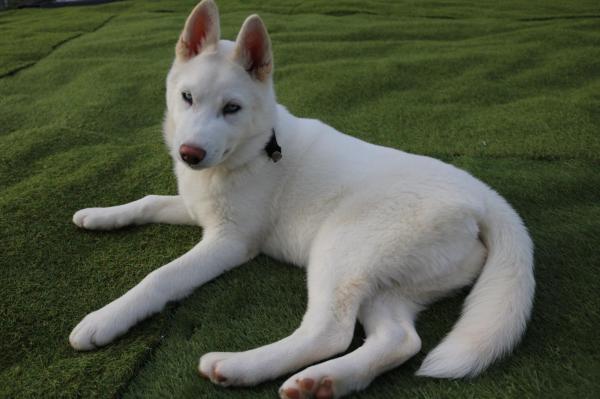 Des Highlands Du Sud, levage de Husky Siberien