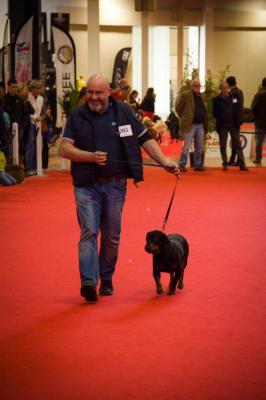 Ds Kopov De La Gare, levage de Chien Courant Slovaque