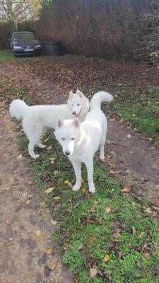 La Valle Des Loups Polaires, levage de Husky Siberien