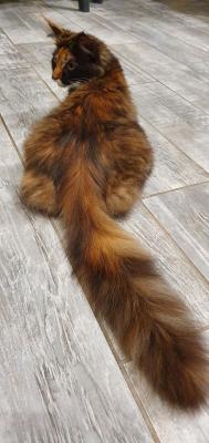 Des Crogatho, levage de Maine Coon