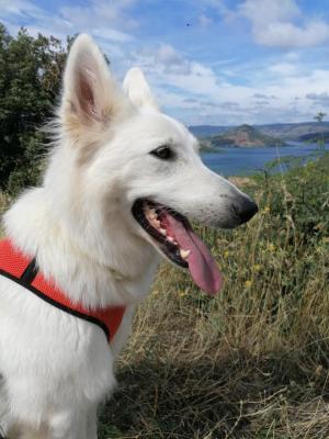 Wolf Du Salagou, levage de Berger Blanc Suisse