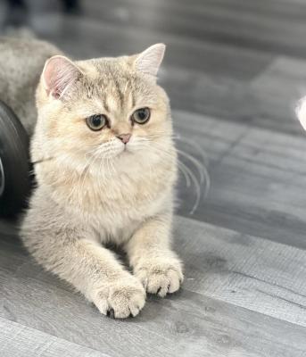 Shania Cats, levage de British Shorthair