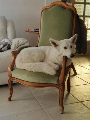 Du Chemin Des Loups Blancs, levage de Berger Blanc Suisse