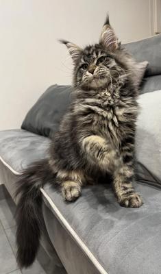 Chatterie De Planana, levage de Maine Coon