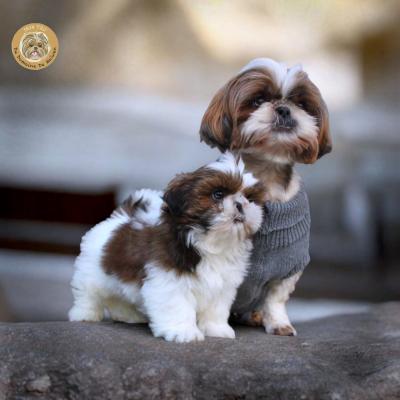 Du Domaine De Mawen, levage de Shih Tzu