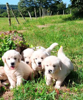 Du Prieur De La Roche, levage de Golden Retriever