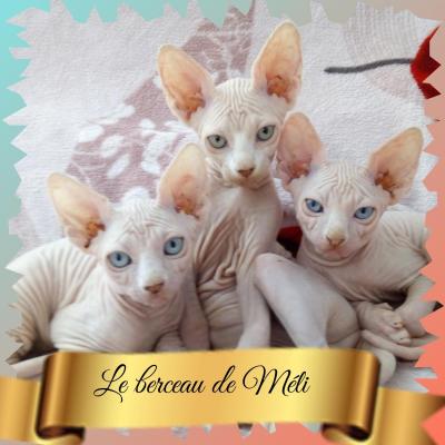 Le Berceau De Mli, levage de Sphynx