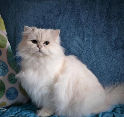 Chatterie Des Rves D'o Anna, levage de British Longhair