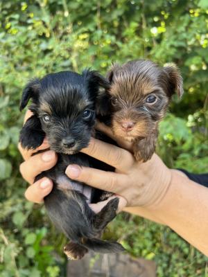 Du Maquis De Balagne, levage de Yorkshire Terrier