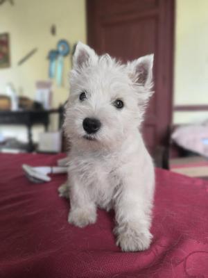 Du Clos De La Majesty, levage de West Highland White Terrier