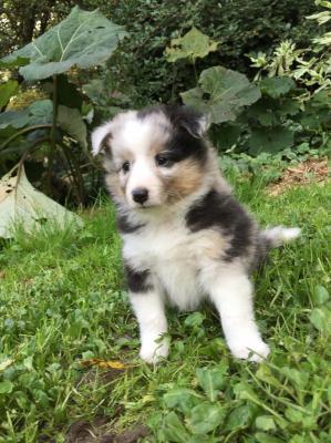 Des Chemins D'iris, levage de Chien De Berger Des Shetland