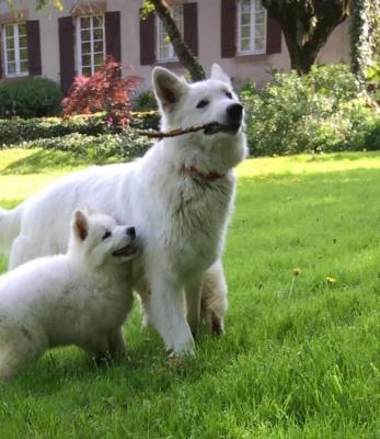 Des Chemins D'iris, levage de Berger Blanc Suisse