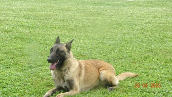 Elevage Canin Du Domaine Des Loups Legendaires, levage de Berger Belge Malinois