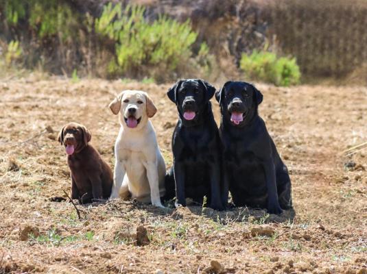 Du Chocolat Surprise, levage de Labrador Retriever