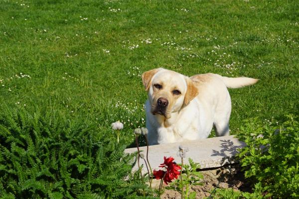 Du Verger De La Placette, levage de Labrador Retriever