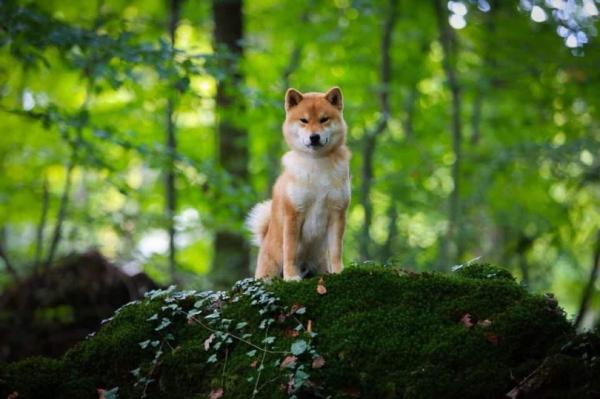 Du Domaine De L'ouette, levage de Shiba