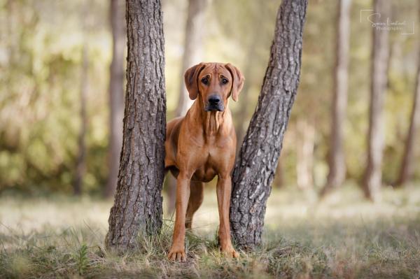 N'guvu Na Uzuri, levage de Rhodesian Ridgeback