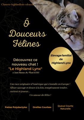  Douceurs Flines, levage de Highland Lynx