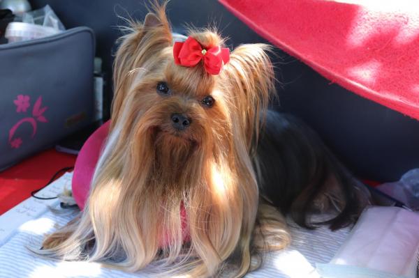 Des Bruyeres De Line, levage de Yorkshire Terrier