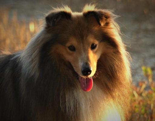 Des Collines De Sagne, levage de Chien De Berger Des Shetland