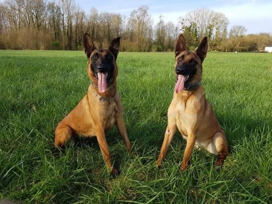 Du Millsime Champenois, levage de Berger Belge Malinois