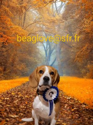 Sans Affixe, levage de Beagle