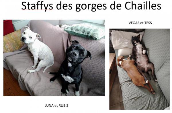 Des Gorges De Chailles, levage de Staffordshire Bull Terrier