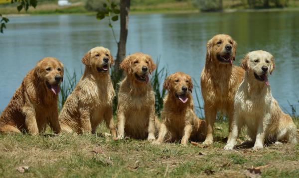 Des Puppys Goldens Love, levage de Golden Retriever