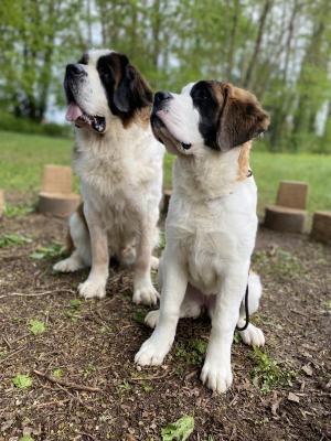 Totem Bau, levage de Saint-bernard Poil Long