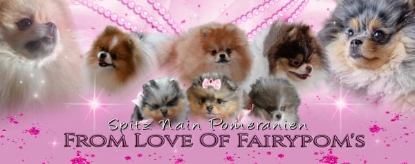 From Love Of Fairypom's, levage de Spitz Nain