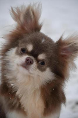 From Love Of Fairypom's, levage de Chihuahua  Poil Long