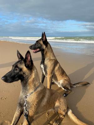 Royaume Des Salines, levage de Berger Belge Malinois