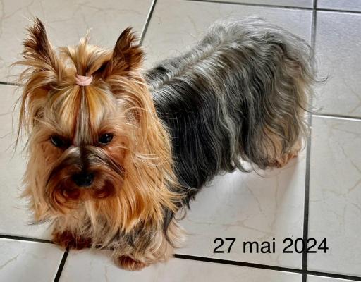 De La Mare Au Bois Madame, levage de Yorkshire Terrier