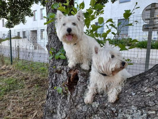 Elevage Du Lac De Dame Marianne, levage de West Highland White Terrier