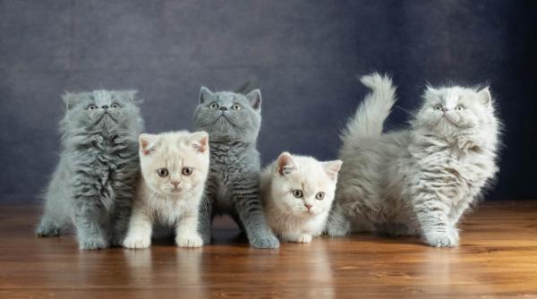 Du Domaine De Phyr, levage de British Shorthair