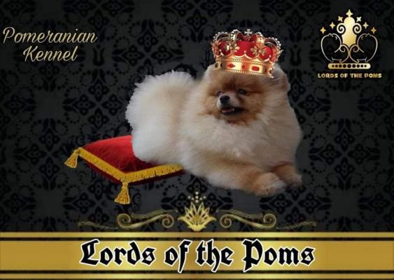 Lords Of The Poms, levage de Spitz Nain