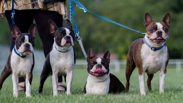 Des Petits Anges Noirs, levage de Boston Terrier