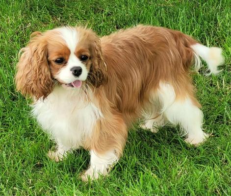 Du Domaine Du Grand Saule, levage de Cavalier King Charles Spaniel