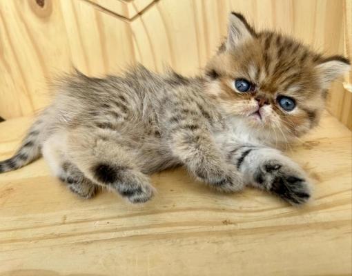 Au Castel D'heden, levage d'Exotic Shorthair