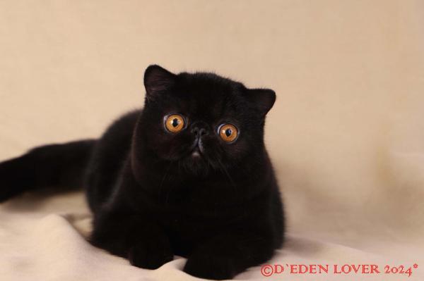 D'eden Lover, levage d'Exotic Shorthair