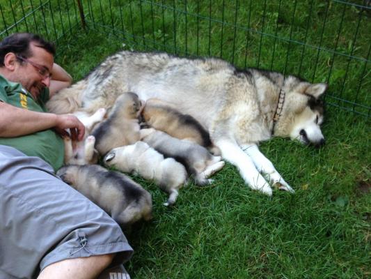 De Magellan En Isre, levage de Malamute De L'alaska