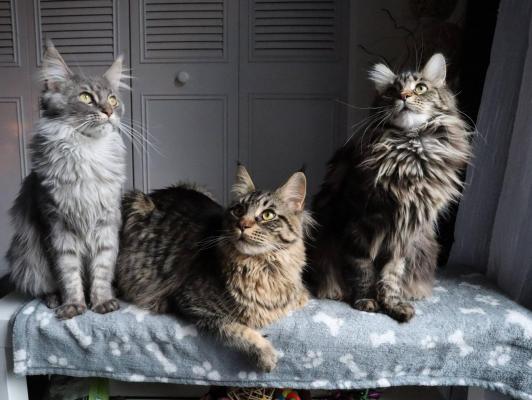 Sans Affixe, levage de Maine Coon