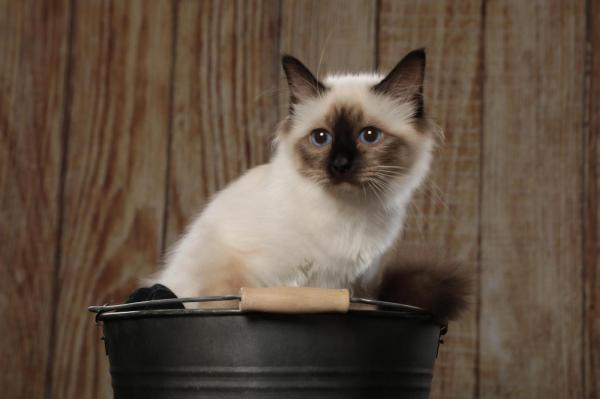 Au Chat Dort, levage de Sacr De Birmanie